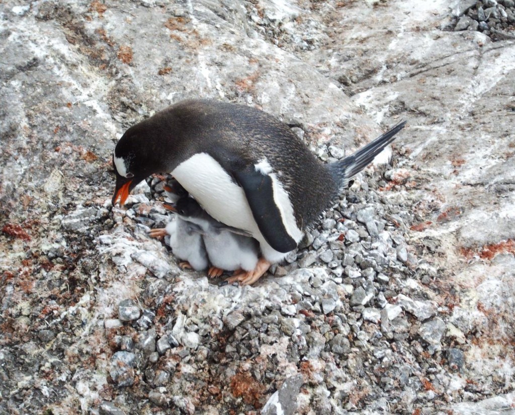 antarctica penguins 2