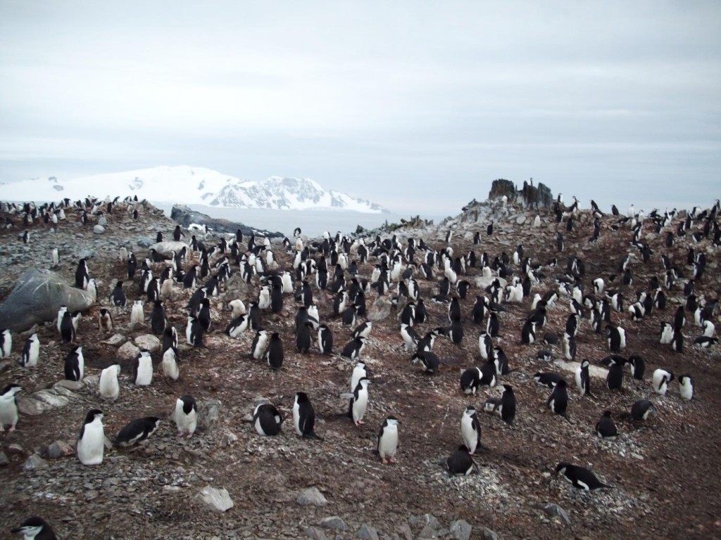 antarctica penguins 3